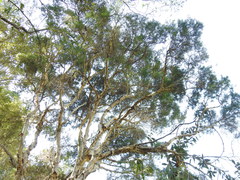 Melaleuca trichostachya