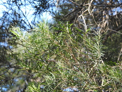 Melaleuca trichostachya