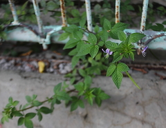 Cleome rutidosperma