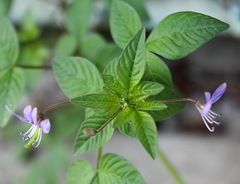 Cleome rutidosperma