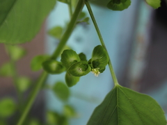 Acalypha indica