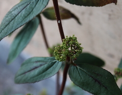 Euphorbia hirta