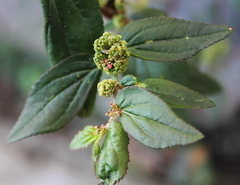 Euphorbia hirta
