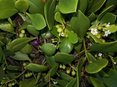 Myoporum insulare