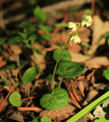 Pyrola renifolia