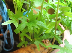Ipomoea batatas batatas