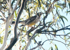 Anthochaera paradoxa