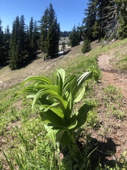 Veratrum californicum