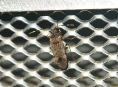 Elasmolomus squalidus