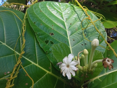 Guettarda speciosa iNat (1)