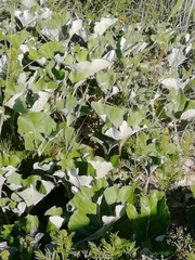 Petasites spurius