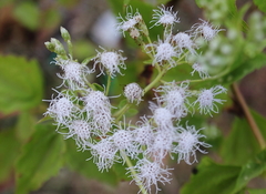Chromolaena odorata