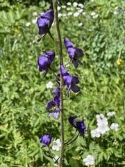 Delphinium elatum