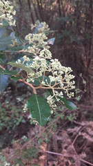 Pomaderris elliptica