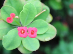 Euphorbia milii