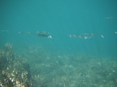 Hyporhamphus ihi