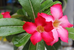 Adenium obesum