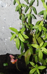 Eclipta prostrata