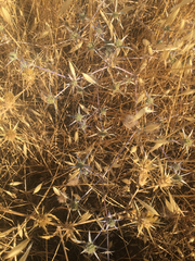 Eryngium creticum