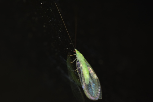Stripe-horned Green Lacewing photo 6