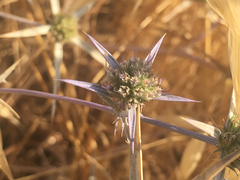 Eryngium creticum