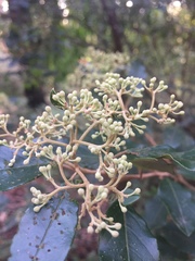 Pomaderris elliptica
