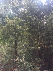 Pomaderris elliptica