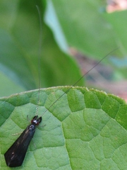 Mystacides sepulchralis