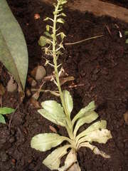 Crossoglossa tipuloides