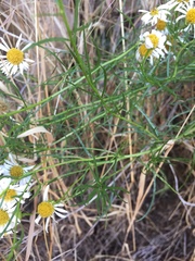 Erigeron foliosus