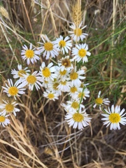 Erigeron foliosus