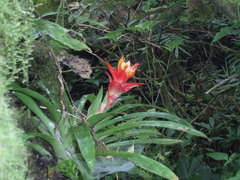Guzmania lingulata
