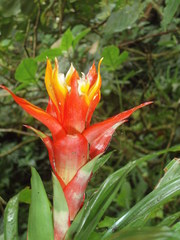 Guzmania lingulata
