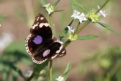 Junonia oenone oenone