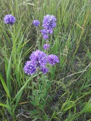 Campanula glomerata farinosa