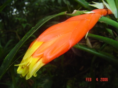 Guzmania nicaraguensis
