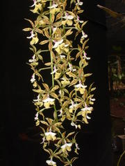 Epidendrum stamfordianum