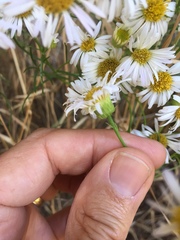 Erigeron foliosus