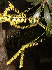 Pleurothallis quadrifida