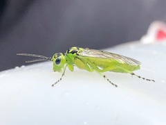 Rhogogaster viridis