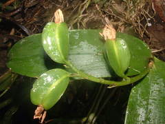Prosthechea vespa