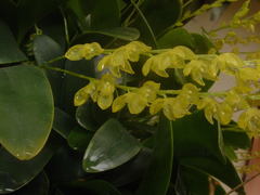 Pleurothallis quadrifida