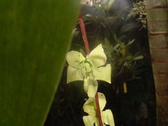 Cycnoches stenodactylon