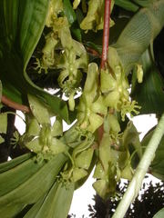 Cycnoches stenodactylon