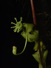 Cycnoches stenodactylon