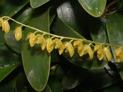 Pleurothallis quadrifida