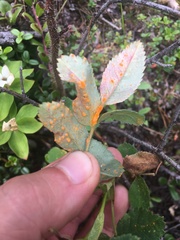 Phragmidium mucronatum