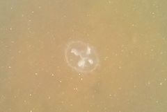 Craspedacusta sowerbii