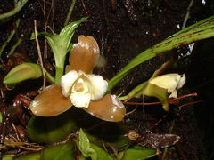 Lycaste dowiana