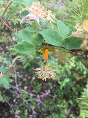 Phragmidium mucronatum